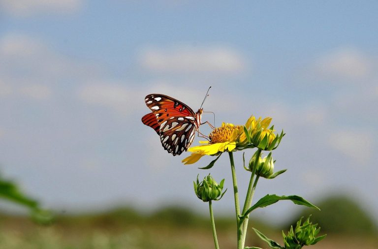 butterfly, insect, flower-8711497.jpg