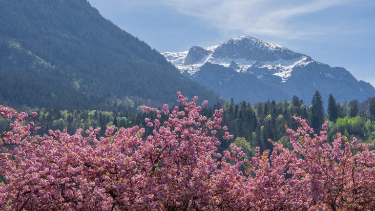 cherry blossoms, wallpaper 4k, cherry trees-8708966.jpg
