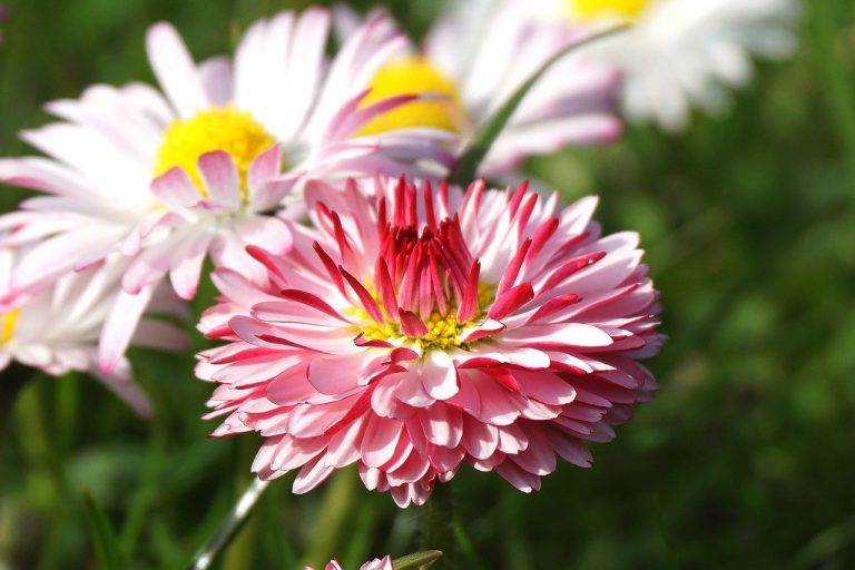 flowers, daisies, colorful daisies-8712261.jpg